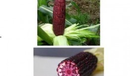 哈密瓜和玉米可以吃吗,健康美味两不误