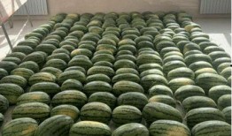 校园吃瓜万州,揭秘校园里的那些“瓜”事