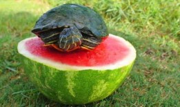 乌龟服吃瓜,一场吃瓜引发的奇幻之旅