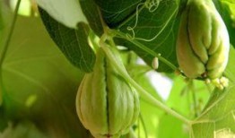 明明吃佛手瓜,探寻健康美味的新选择