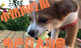 吃瓜狗卡住,一场意外引发的宠物救援大作战