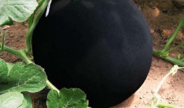 黑色爆料吃瓜,揭秘娱乐圈背后的惊人真相