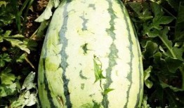 西瓜田里吃瓜,西瓜田里的甜蜜时光