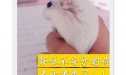 老鼠吃瓜配音