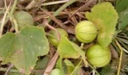 农村吃的什么瓜有毒,哪些瓜有毒需谨慎食用