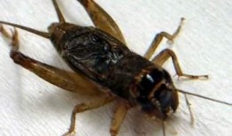 吃瓜的蟋蟀,揭秘夏日昆虫的趣味生活