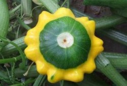 吃飞碟瓜,一场味蕾与宇宙的邂逅