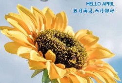 夏天吃瓜文案图片大全,创意吃瓜文案图片大盘点