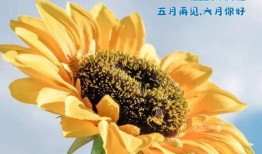 夏天吃瓜文案图片大全,创意吃瓜文案图片大盘点