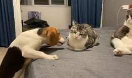 隔壁村吃瓜群众,揭秘邻村那些事儿