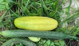 婆手瓜怎么吃,探索家常美味新选择