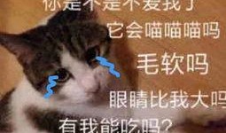 ikun吃瓜头像