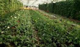 宝泉岭六队吃瓜,一场别开生面的“吃瓜”盛宴