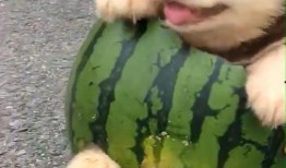 狗吃兰瓜,兰瓜的诱惑