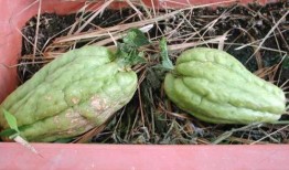 农村吃的什么瓜有毒,哪些瓜有毒需谨慎食用