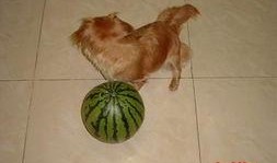 狗狗吃绿贝贝瓜