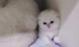 崽崽bby吃瓜,揭秘娱乐圈最新热点事件