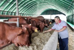 红牛吃瓜扮猪,揭秘网红背后的真实故事