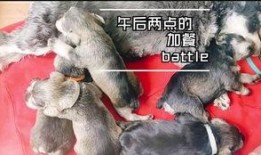 狗狗吃云南小瓜,美味与营养并存