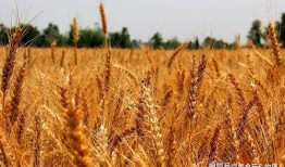 小麦子吃瓜,一场田园美食之旅