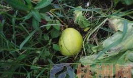 哈密瓜长瓜儿童可以吃吗,哈密瓜长瓜儿童适宜食用指南