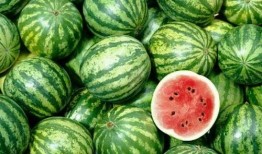 蕃瓜花怎么吃,从家常到创意料理