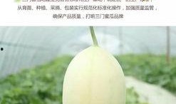 台州东方蜜瓜怎么吃