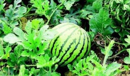 水南吃瓜,一场别开生面的“吃瓜”盛宴