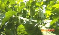 新泰吃瓜,揭秘当地特色美食背后的故事