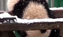 吃瓜小熊借钱,揭秘借款背后的故事