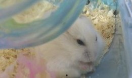 仓鼠吃瓜吃皮视频,萌宠美食新体验