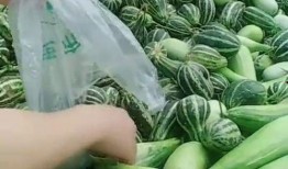 农村吃的什么瓜有毒,哪些瓜有毒需谨慎食用