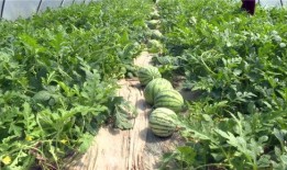 孝义最近吃瓜新闻,最新吃瓜新闻大盘点