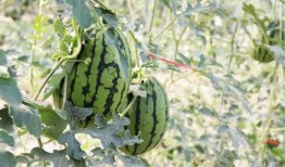 陕西大网红吃瓜,揭秘娱乐圈幕后风云