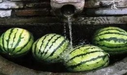 树吃瓜,自然界的和谐共生