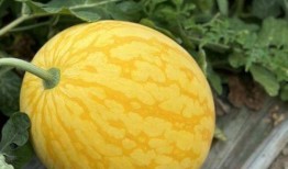 浙江男子吃瓜,瓜中竟藏有神秘物品！