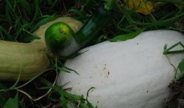 雪瓜什么时候吃