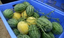 有啥好的吃瓜群吗,寻找最佳吃瓜群，畅享欢乐时光