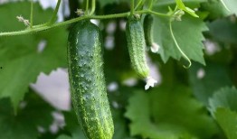 大家吃瓜要完整,揭秘娱乐圈那些不为人知的幕后故事