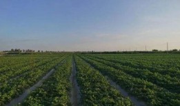 甘肃建筑吃瓜,瓜果飘香中的建筑艺术之旅