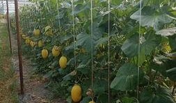 过初四吃蜜瓜,甜蜜开启新年味蕾之旅