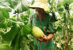 金瓜银瓜怎么吃,探索美味与营养的完美结合