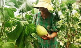 金瓜银瓜怎么吃,探索美味与营养的完美结合