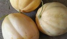 哈密瓜长瓜儿童可以吃吗,哈密瓜长瓜儿童适宜食用指南