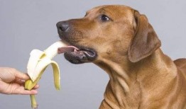 狗狗可以吃蒲瓜嘛,蒲瓜是否适合作为狗狗的美食？