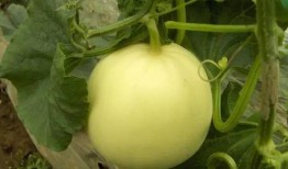 来号可以吃小白瓜,尽享小白瓜美味