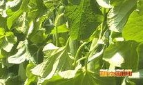 新泰吃瓜,揭秘当地特色美食背后的故事