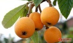 吃野瓜博主,跟随吃野瓜博主解锁自然食趣之旅