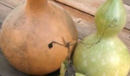 怀孕初期可以吃葫芦瓜吗,葫芦瓜的营养益处与食用建议