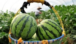 信号差吃瓜视频,揭秘网络热点的背后真相